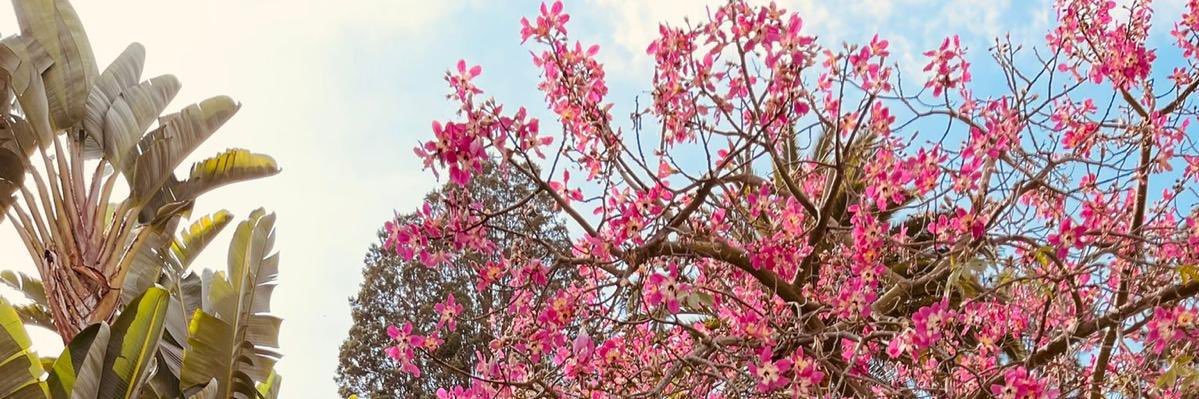 sharonhoce's profile banner image