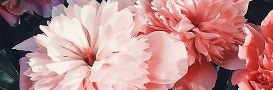 MissSarahKerr's profile banner image