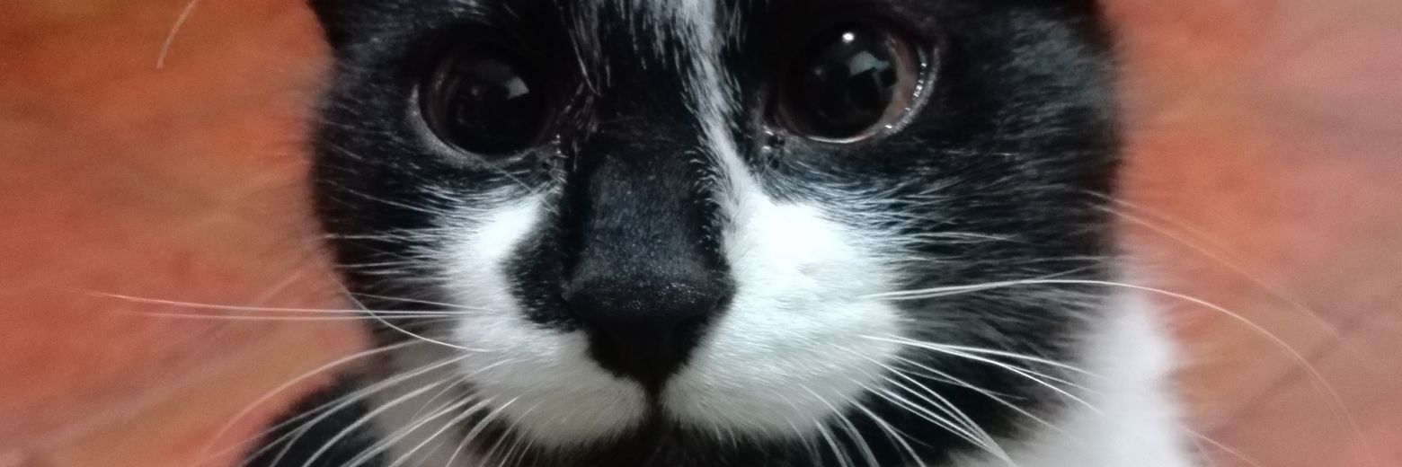shiircanch's profile banner image