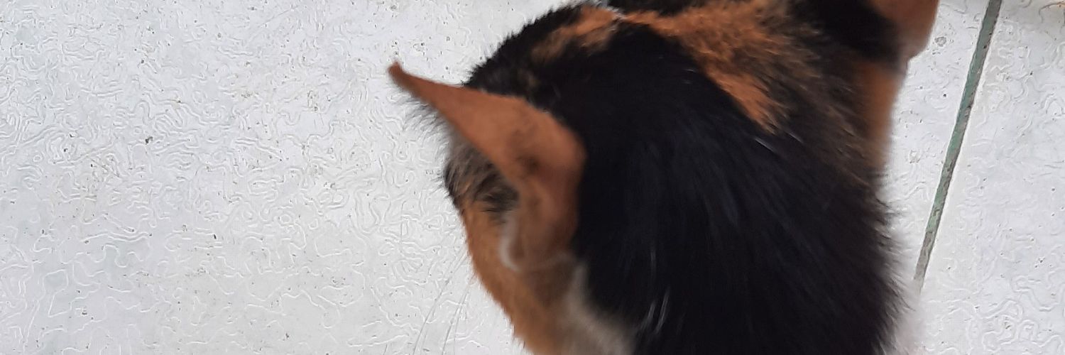 Pujing6's profile banner image