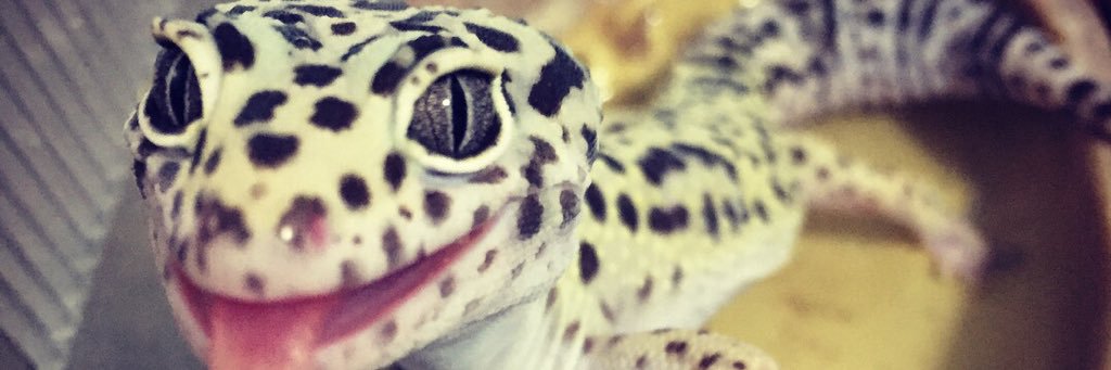 lightek5's profile banner image