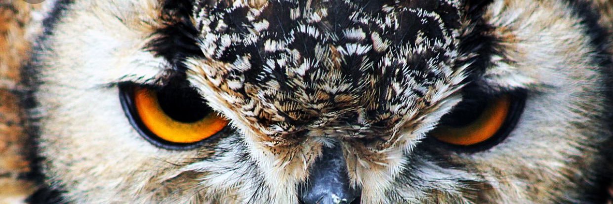 isaacseide4's profile banner image