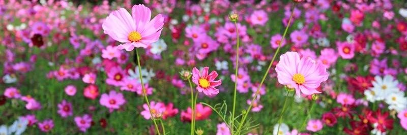 Jacqueline Thomas banner