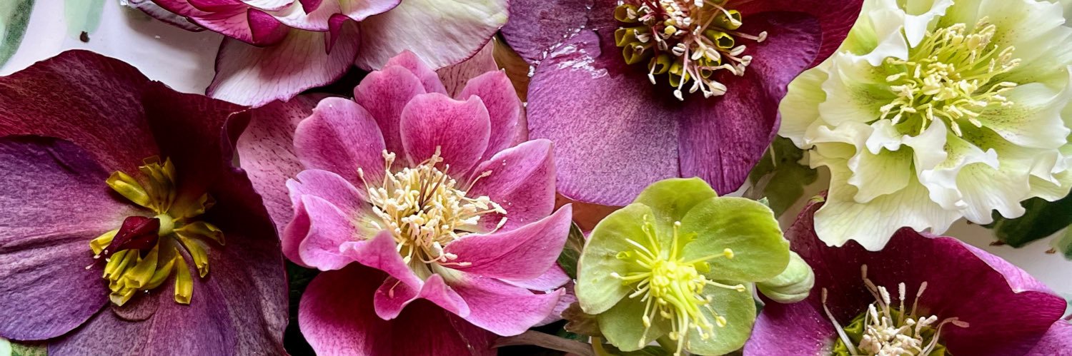 Draycottinbloom banner