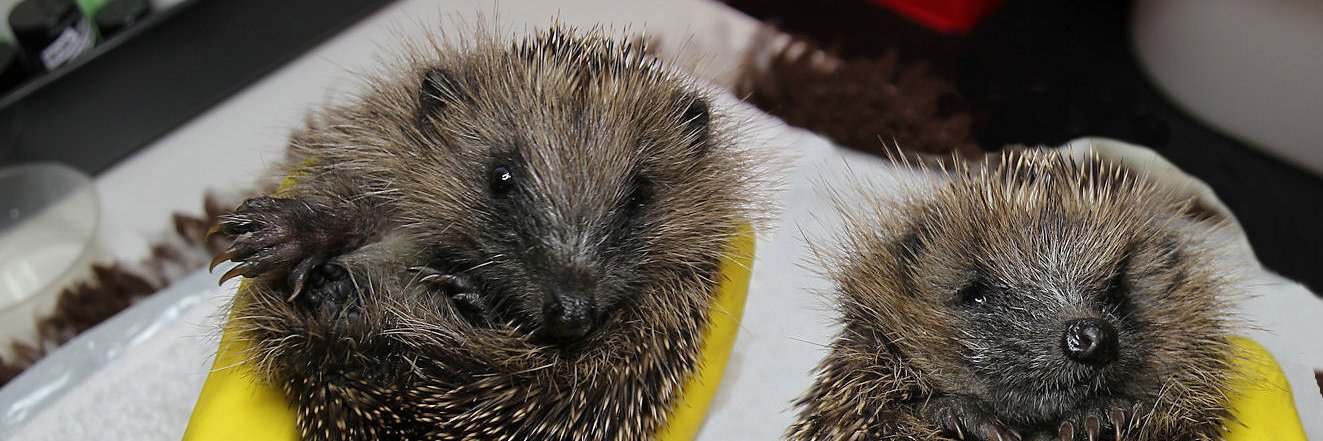 Hedgehog Cabin's banner
