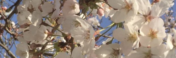 あね banner