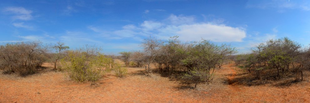 Siddarth Machado banner