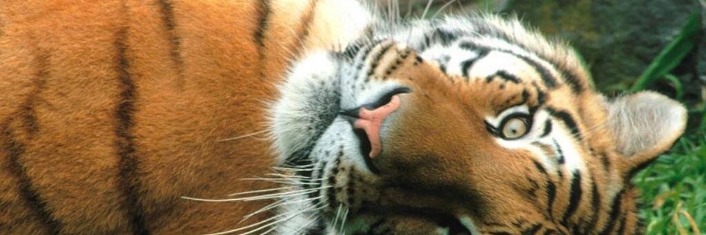 Tigress banner