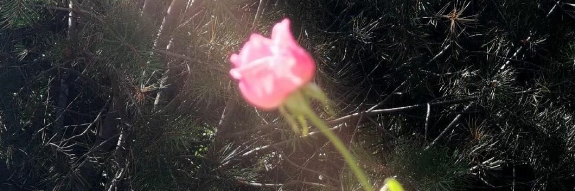 pelin ♡ banner