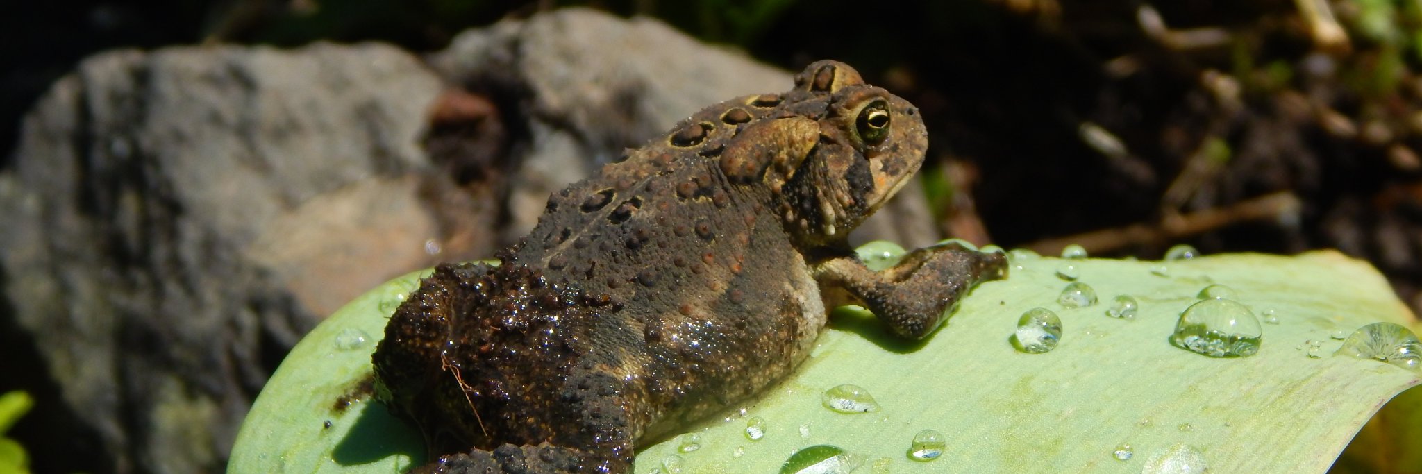 Pudgy Toad 🐸 banner