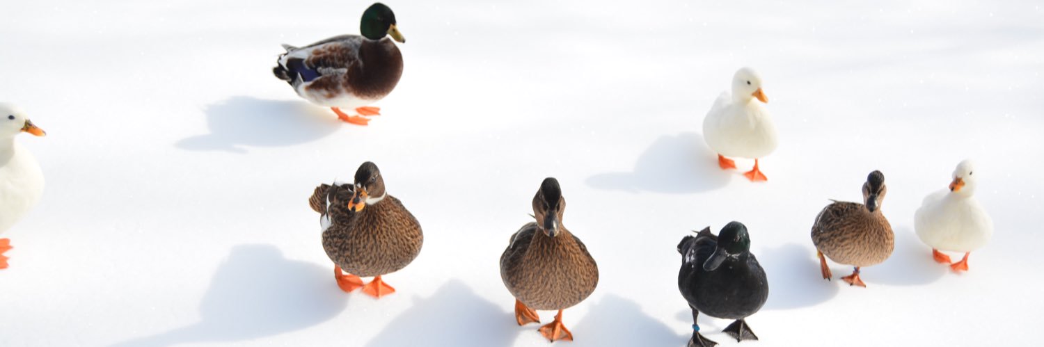 Dunkin Ducks banner