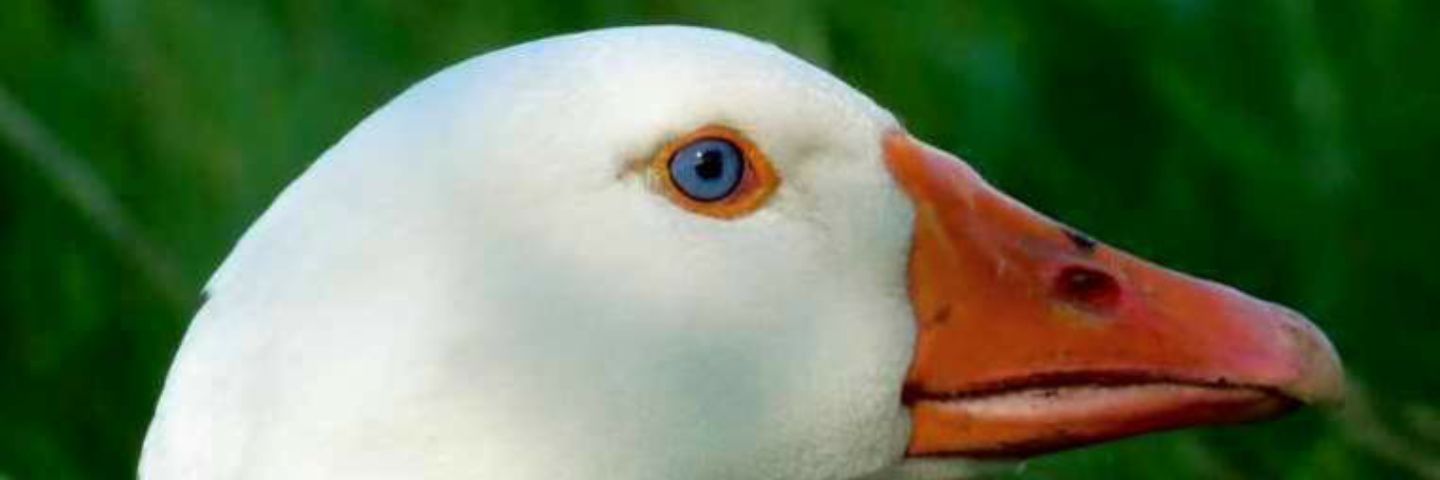 AlastairNeale's profile banner image