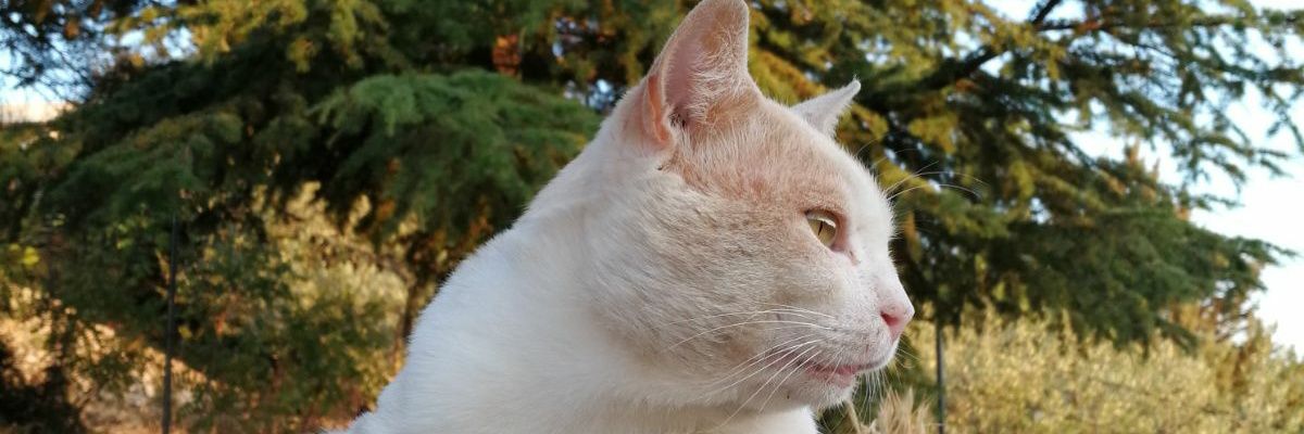 EsterFerina's profile banner image
