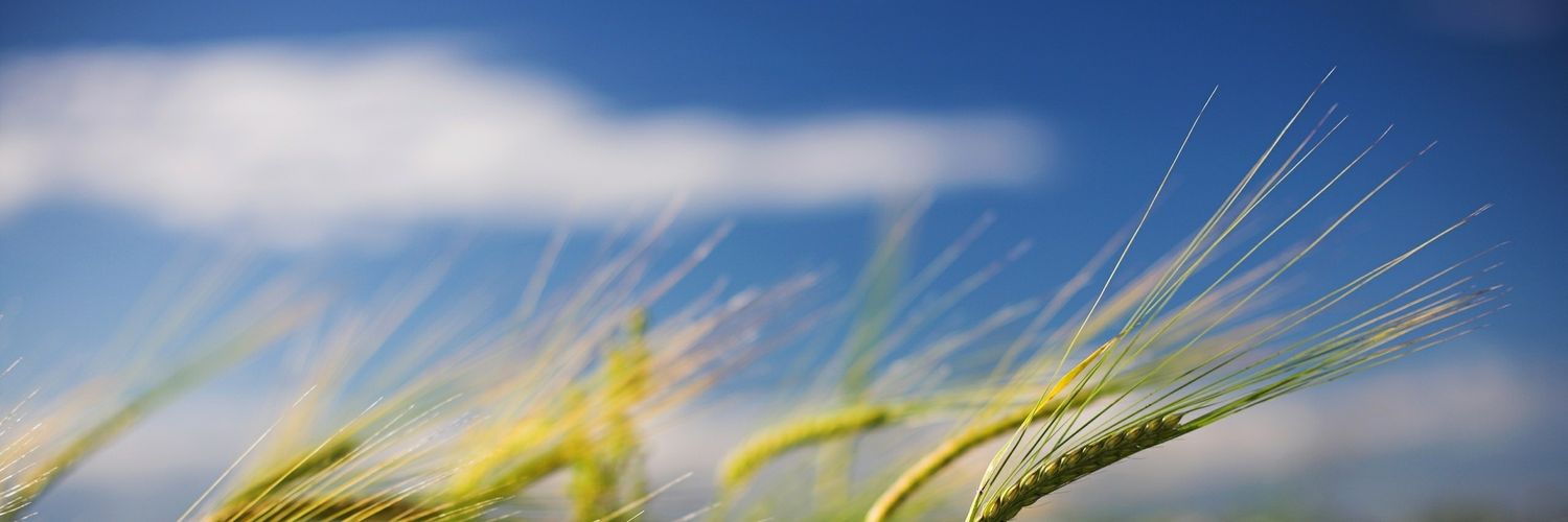 Windflighty's profile banner image