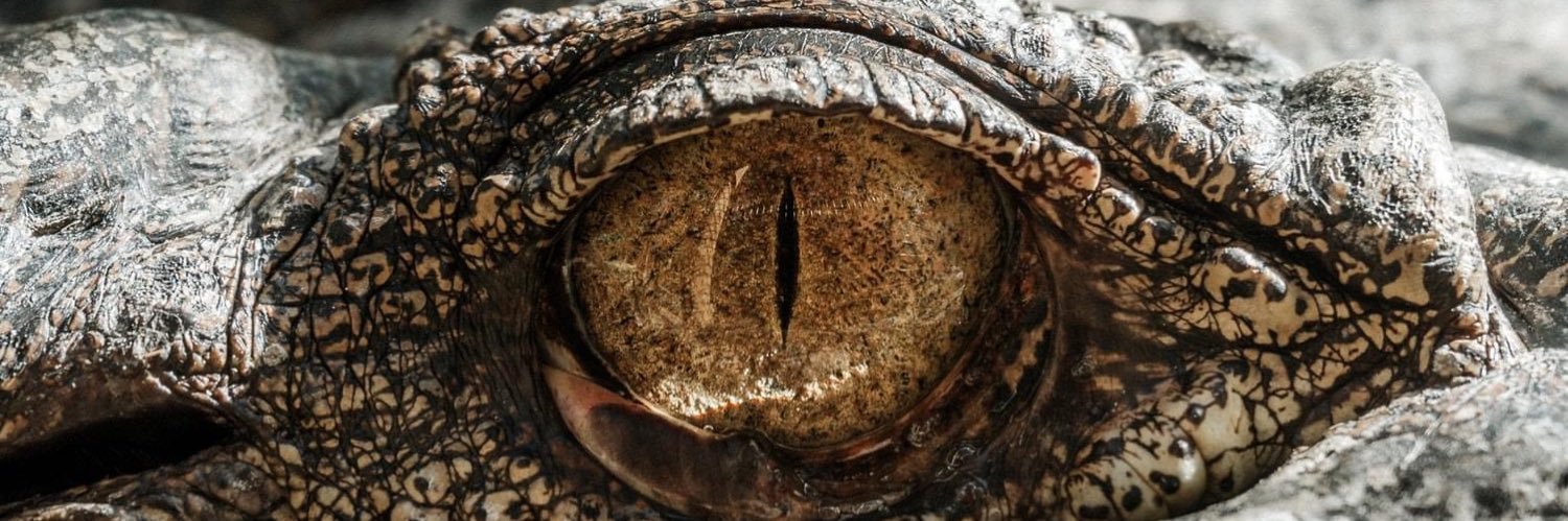 Rysdaël C. Duvelsaint banner