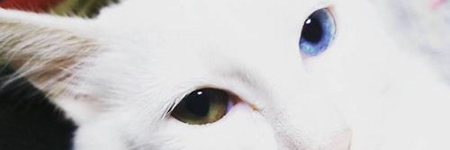KISAOUKA's profile banner image