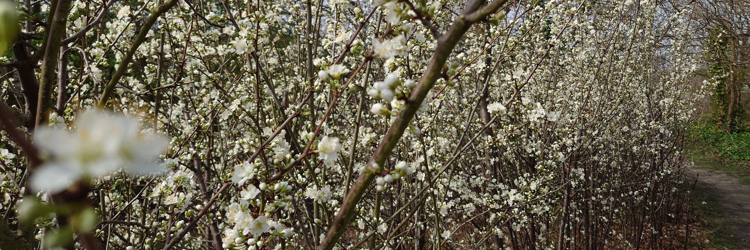Average Jean 🇵🇸 banner