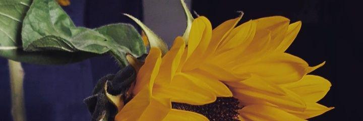 dubsjulia's profile banner image