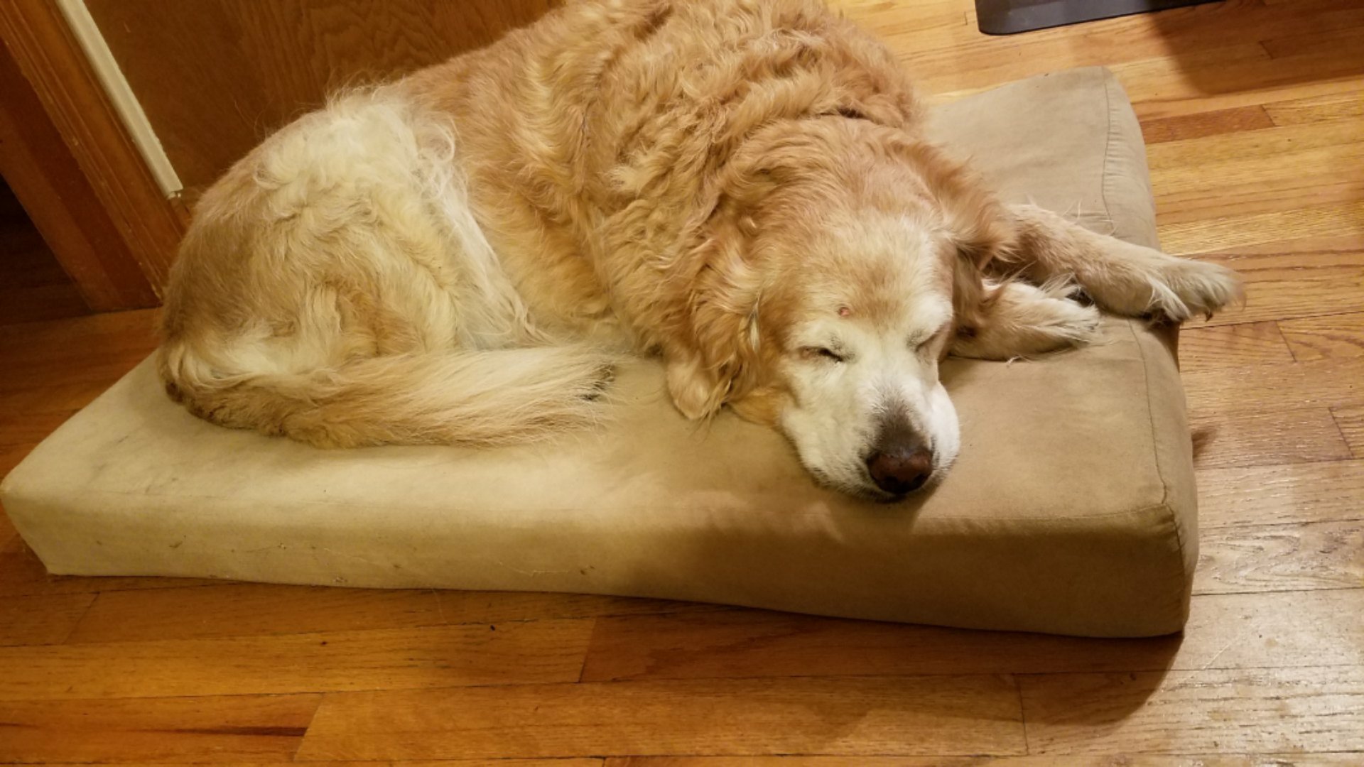 Maggie banner