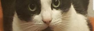 PantsuMaster9's profile banner image