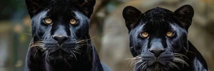 Terry__King's profile banner image
