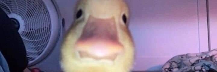 DankMemes_Za's profile banner image