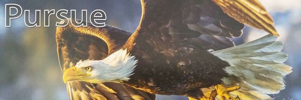 East Coast Eagles banner