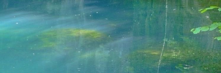 🐆 banner