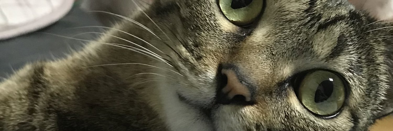 koimoon1291's profile banner image