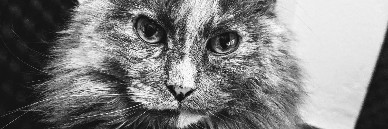 wikidbrit's profile banner image