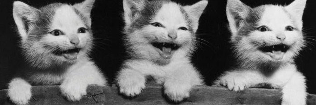 catseverr's profile banner image