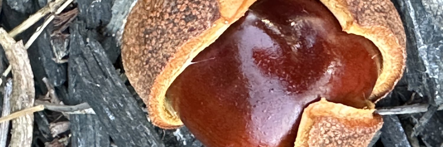 Sammy / サミー banner