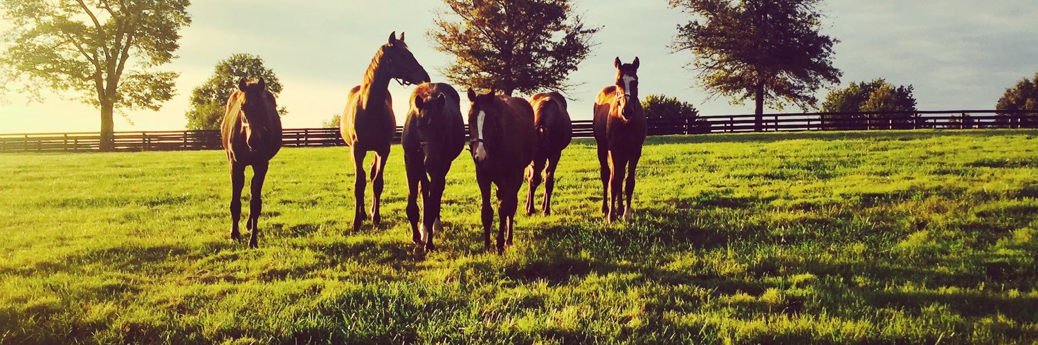 Heather Kirsch banner