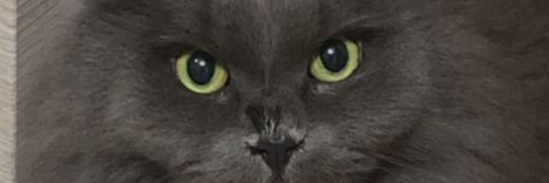 darjamok's profile banner image