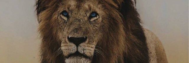 ShagHeadMafia's profile banner image