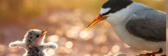 tern's banner
