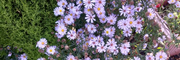 HelenCollantine Profile Banner