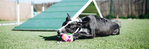 RSPCADRB Profile Banner