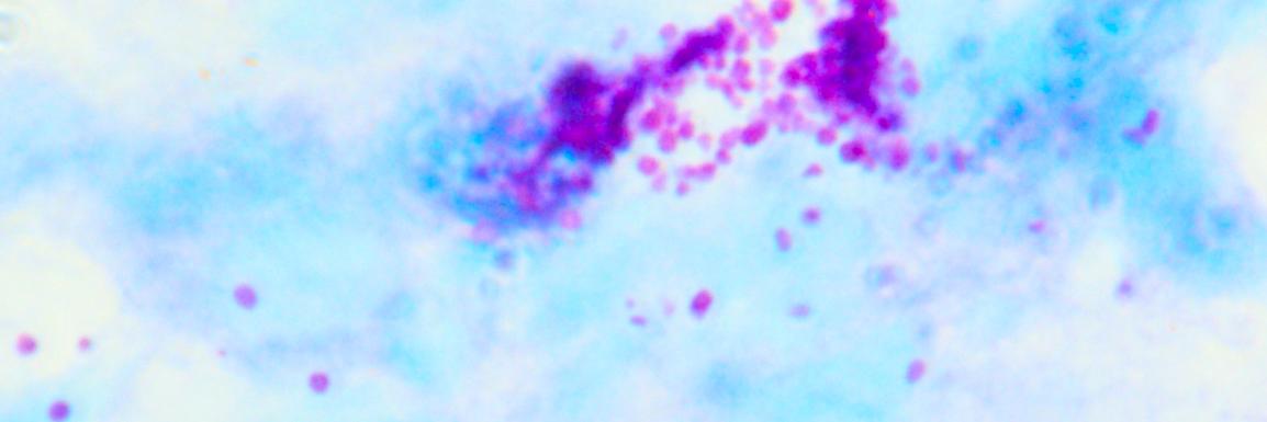 Ashley St. John Lab's banner