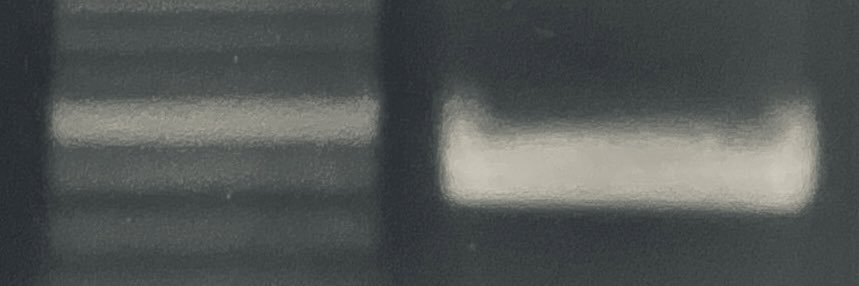 AdrianIPascu's profile banner image