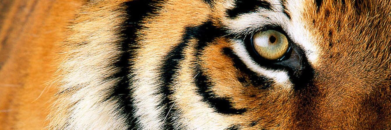 OrenBarat's profile banner image