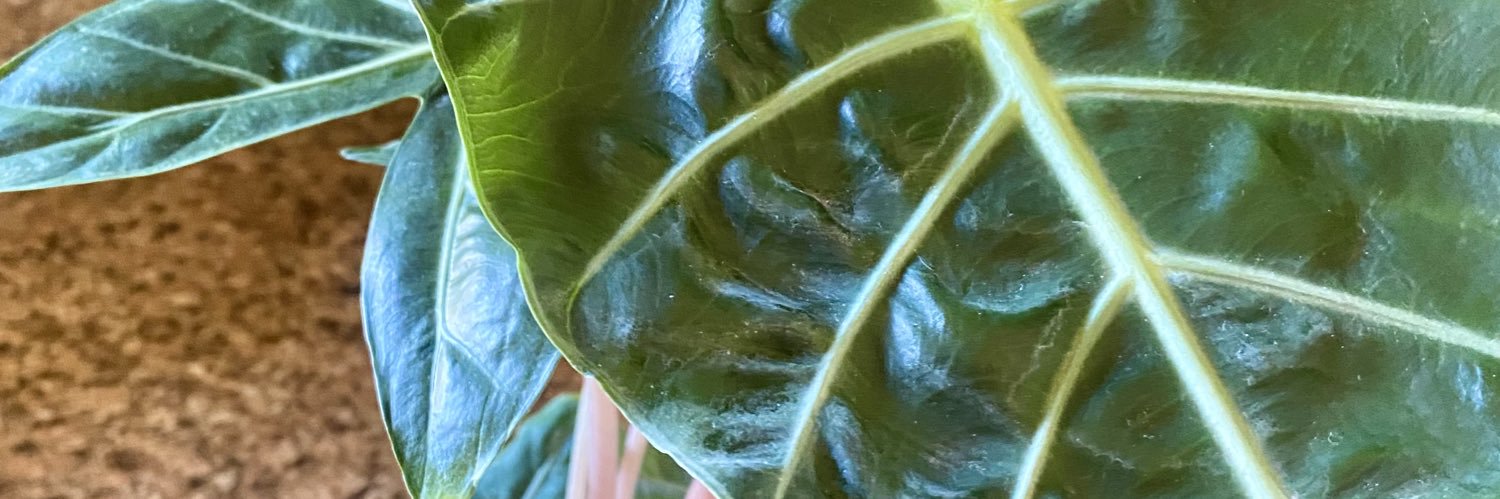 _IntraFruit's profile banner image