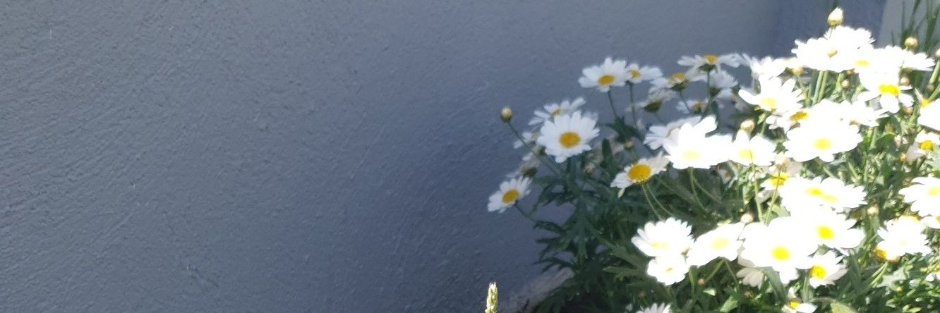 catdoylee's profile banner image