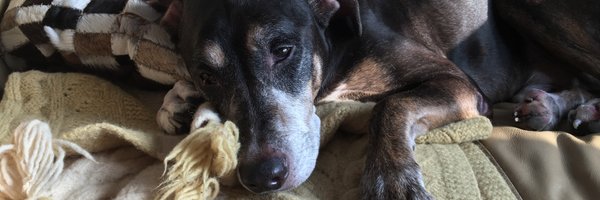 Gustavia_Bones Profile Banner