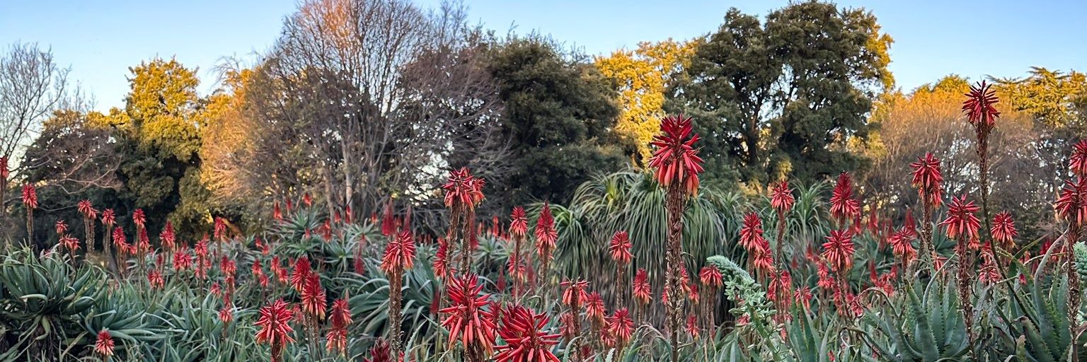 mpush ntabeni 🇿🇦 🇵🇸 banner