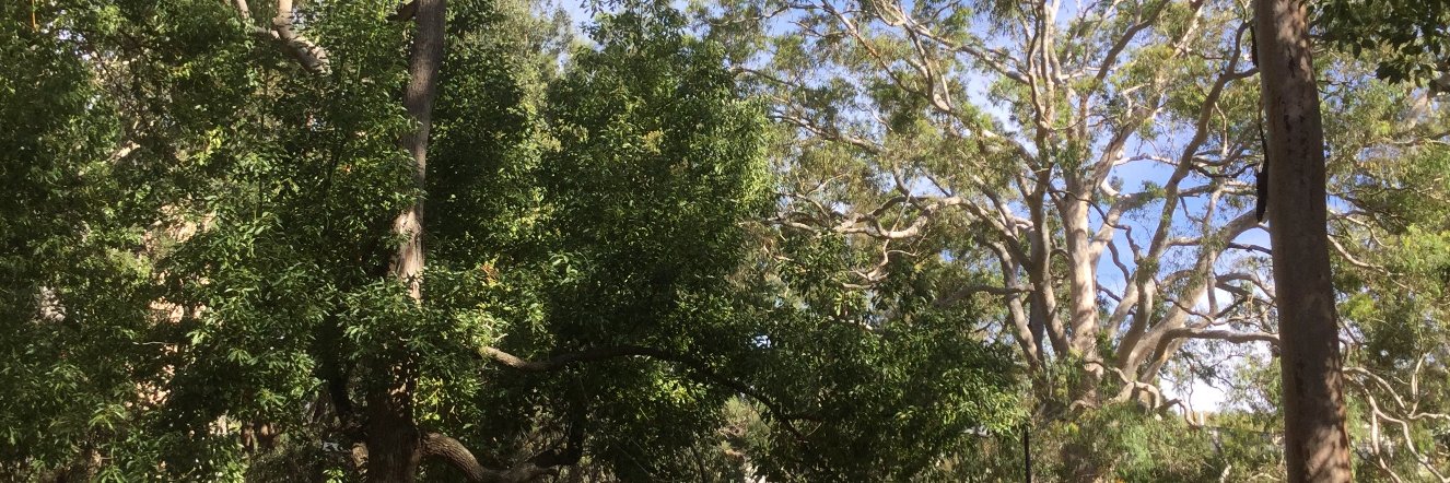 Valentina Lichtner banner