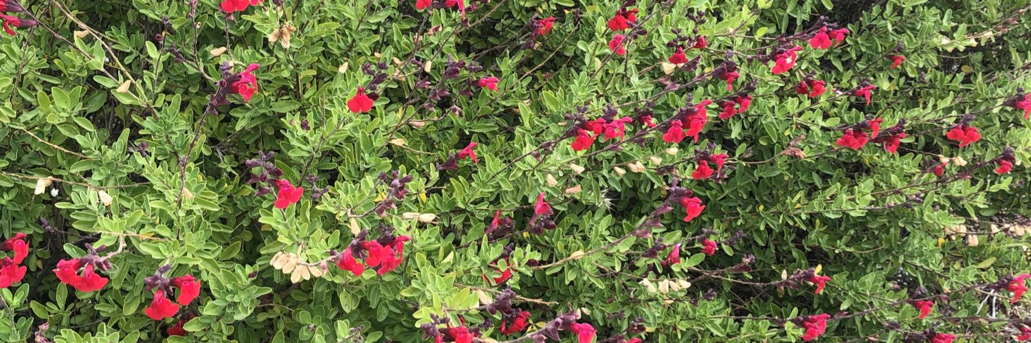 FloresMsw's profile banner image