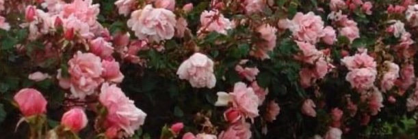 Smile 🇬🇧🇳🇿🇦🇺🇮🇱✝️ banner