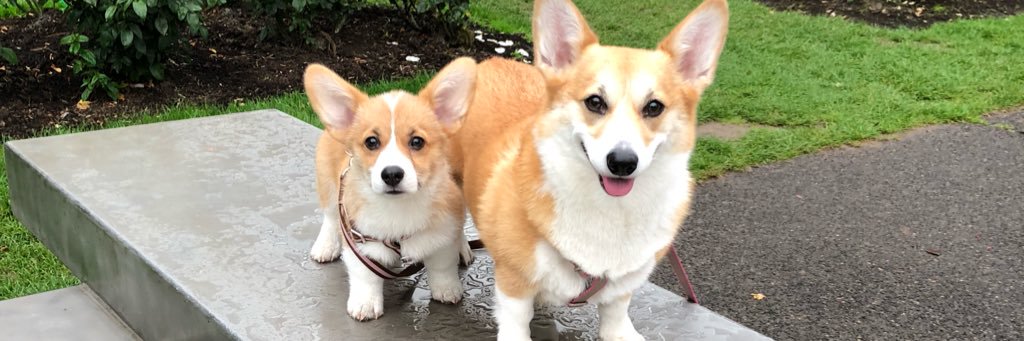 Maple and Morty Corgi banner