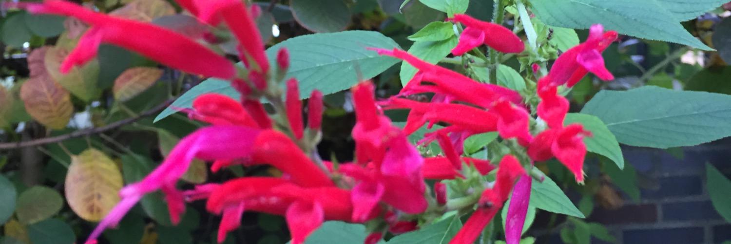 Marian Bentvelzen banner